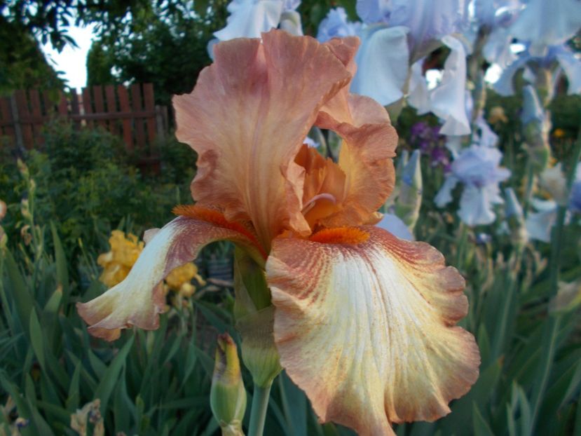  - Irisi-2018 Barbata Elatior si Intermedia