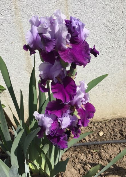 Bluebird Wine - Irisi