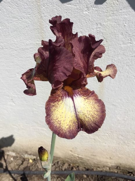 Burgundy Brown - Irisi