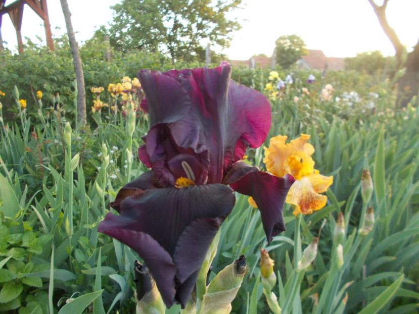  - Irisi-2018 Barbata Elatior si Intermedia