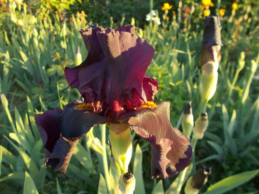  - Irisi-2018 Barbata Elatior si Intermedia