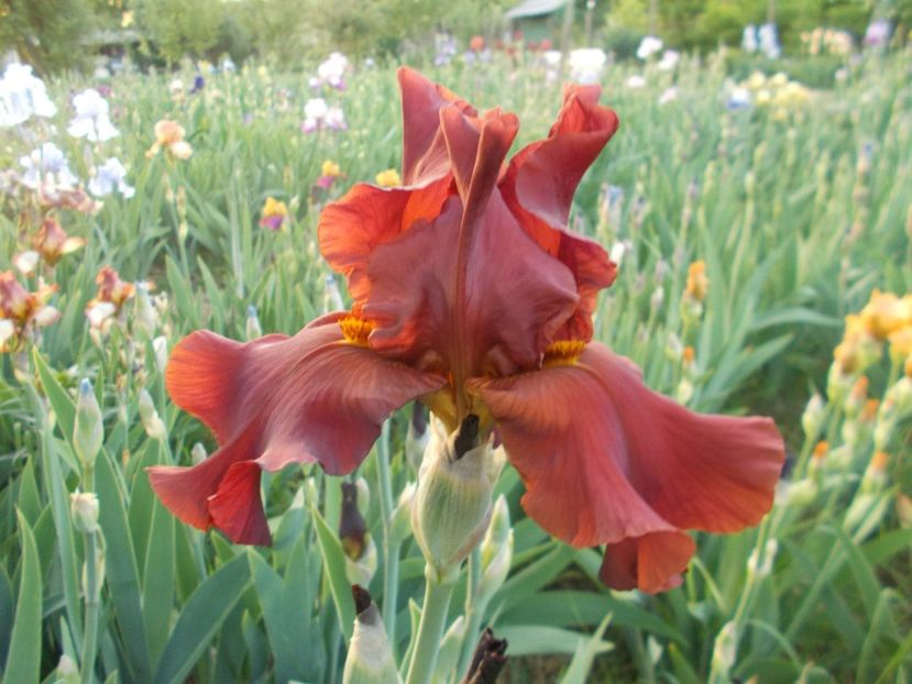  - Irisi-2018 Barbata Elatior si Intermedia