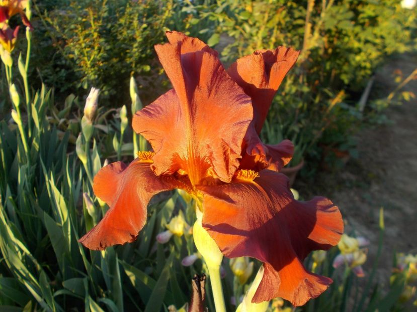  - Irisi-2018 Barbata Elatior si Intermedia