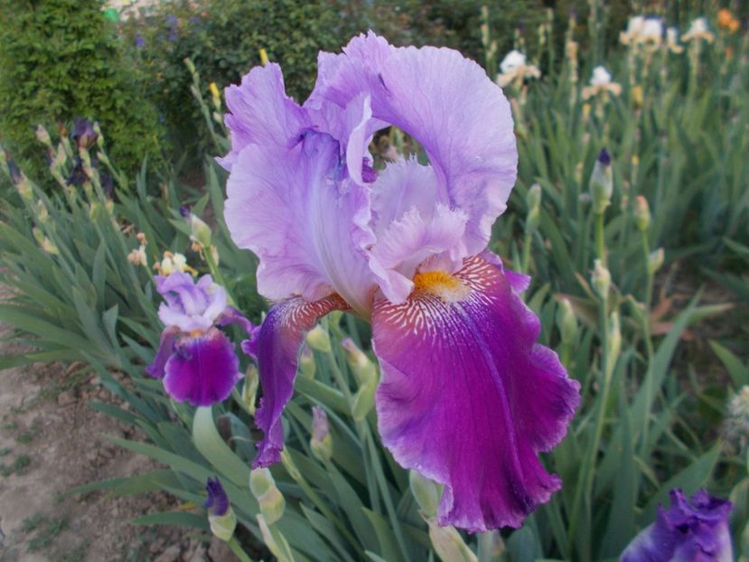  - Irisi-2018 Barbata Elatior si Intermedia