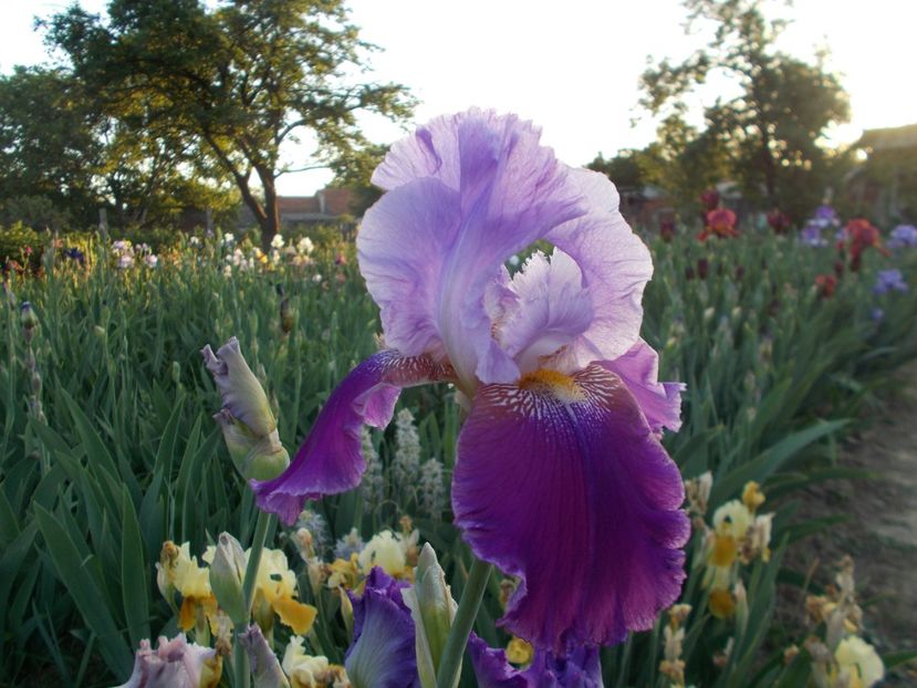  - Irisi-2018 Barbata Elatior si Intermedia