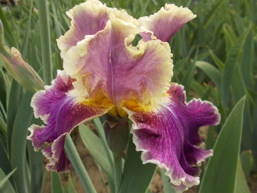  - Irisi-2018 Barbata Elatior si Intermedia