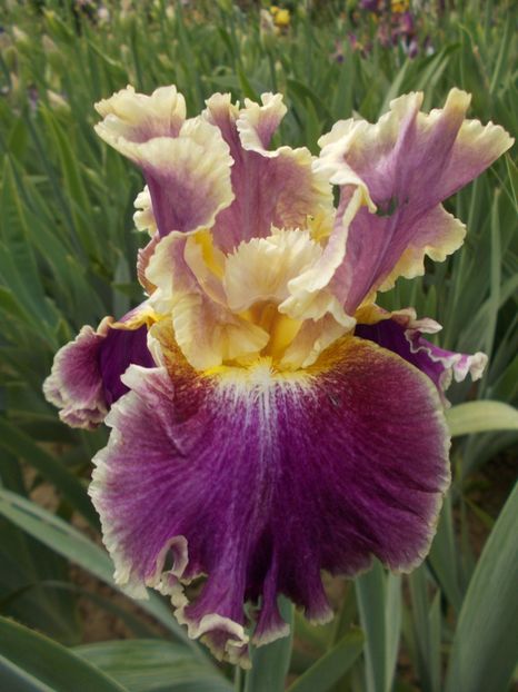  - Irisi-2018 Barbata Elatior si Intermedia