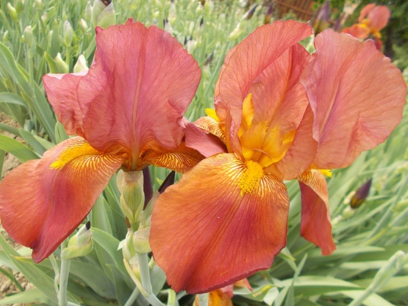 BORDO - Irisi-2018 Barbata Elatior si Intermedia