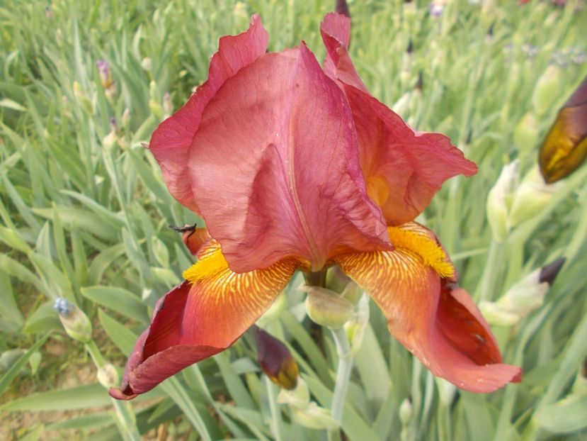  - Irisi-2018 Barbata Elatior si Intermedia