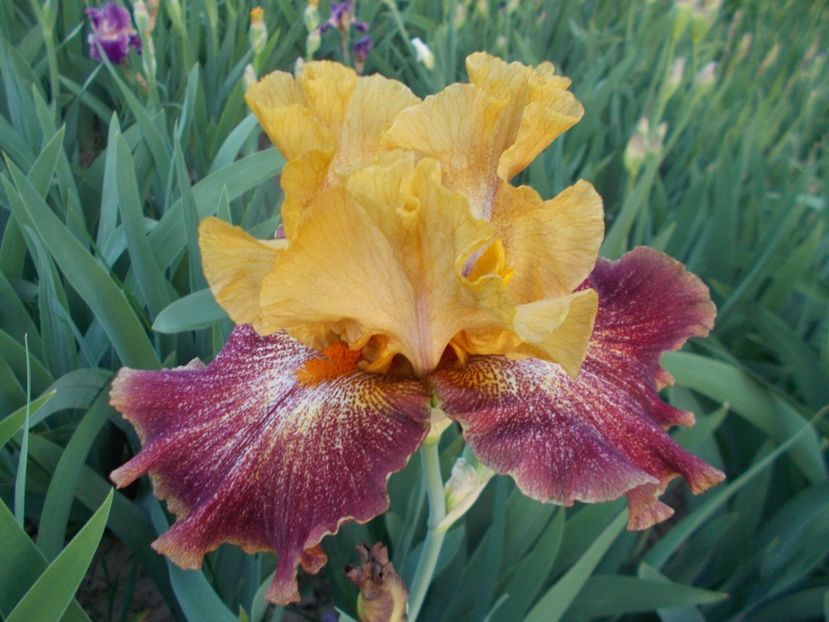  - Irisi-2018 Barbata Elatior si Intermedia