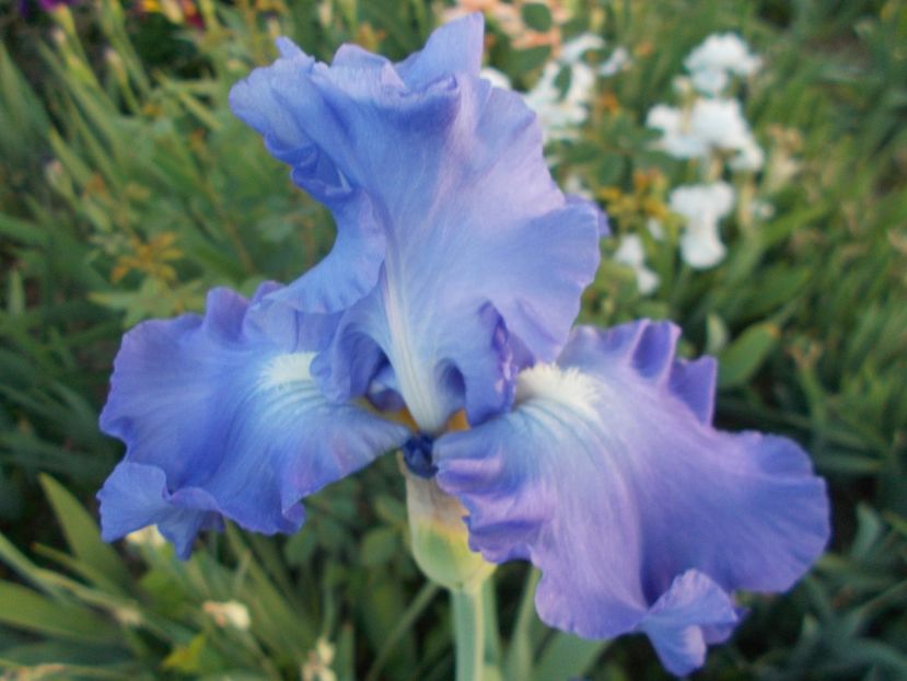 VICTORIA FALLS - Irisi-2018 Barbata Elatior si Intermedia