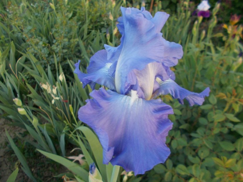  - Irisi-2018 Barbata Elatior si Intermedia