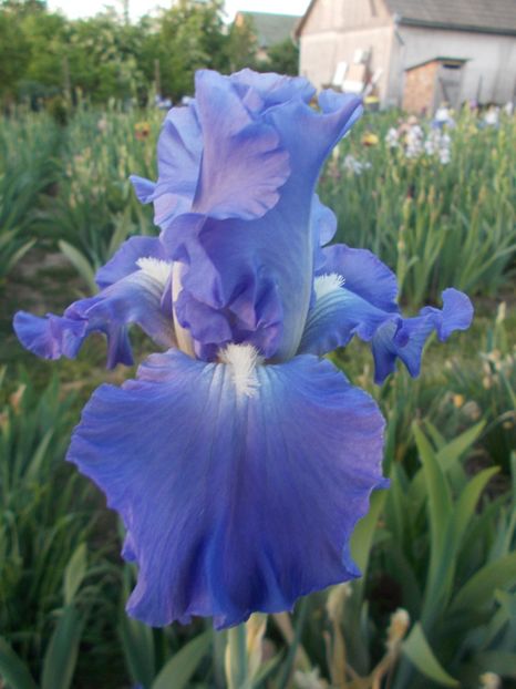  - Irisi-2018 Barbata Elatior si Intermedia