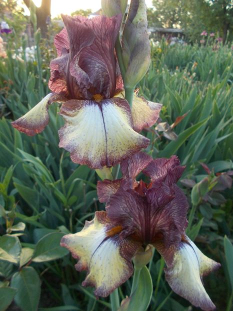  - Irisi-2018 Barbata Elatior si Intermedia