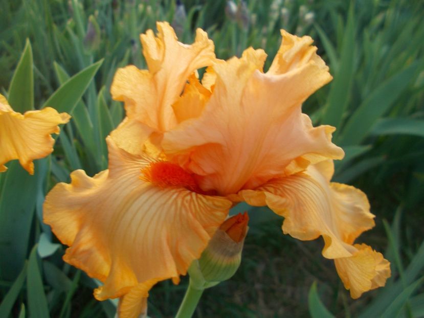  - Irisi-2018 Barbata Elatior si Intermedia