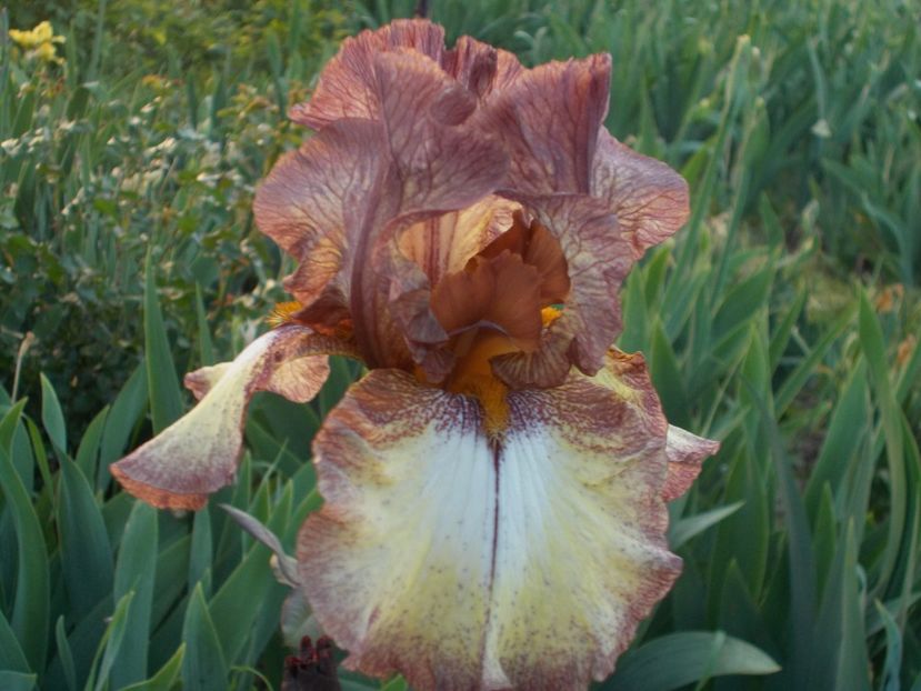 BURGUNDY BROWN - Irisi-2018 Barbata Elatior si Intermedia