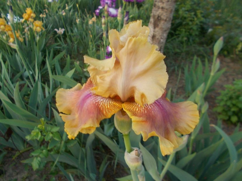 Polish Princess - Irisi-2018 Barbata Elatior si Intermedia