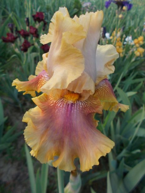  - Irisi-2018 Barbata Elatior si Intermedia