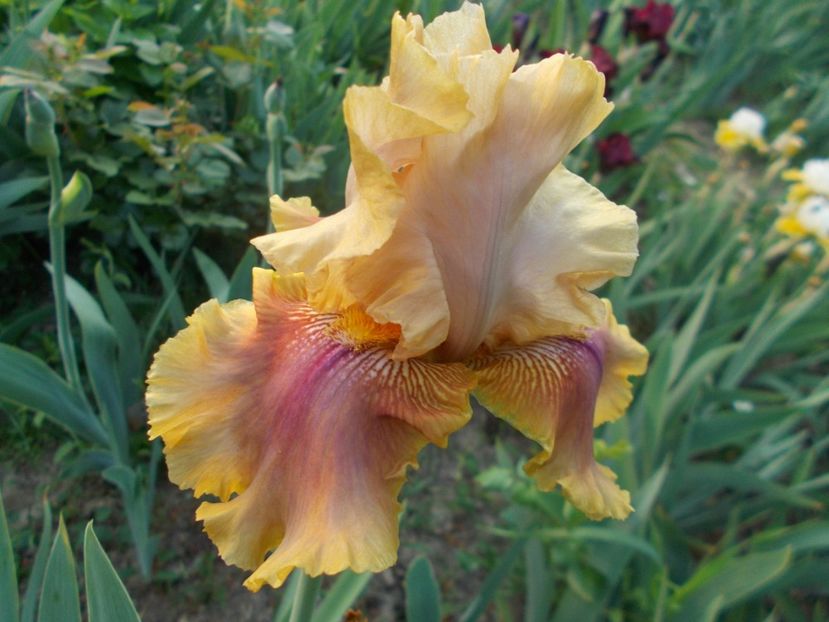  - Irisi-2018 Barbata Elatior si Intermedia