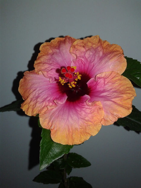  - HIBISCUS 2018