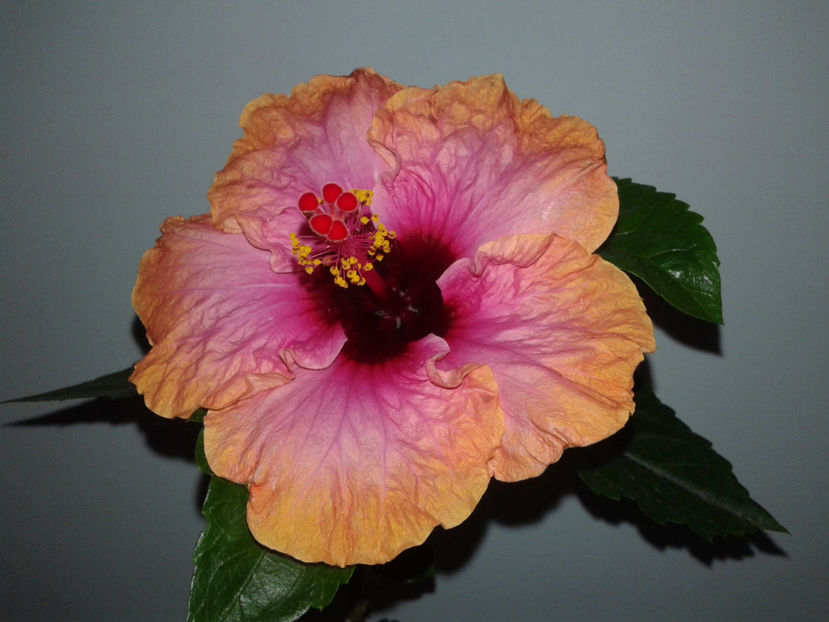  - HIBISCUS 2018