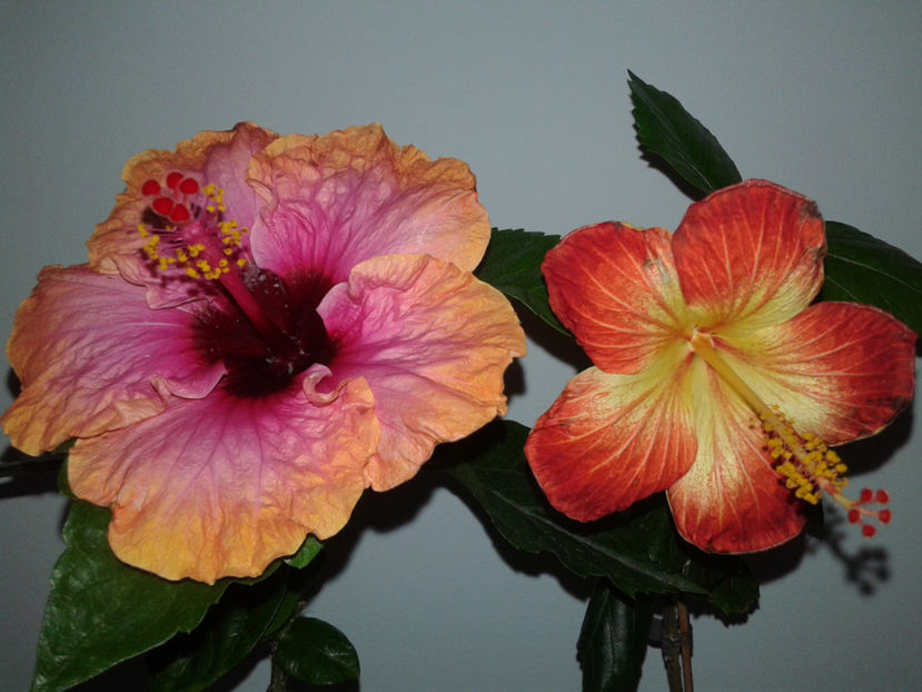  - HIBISCUS 2018