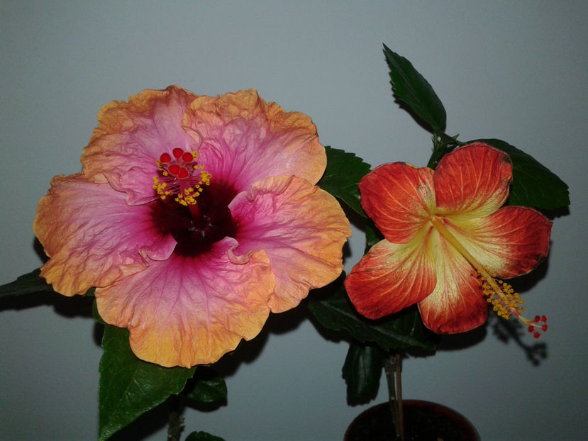  - HIBISCUS 2018