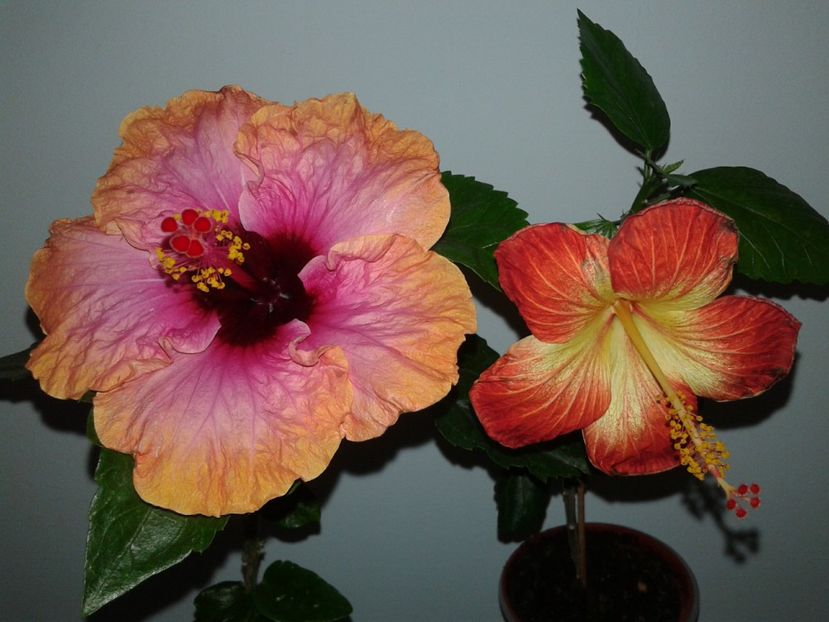  - HIBISCUS 2018