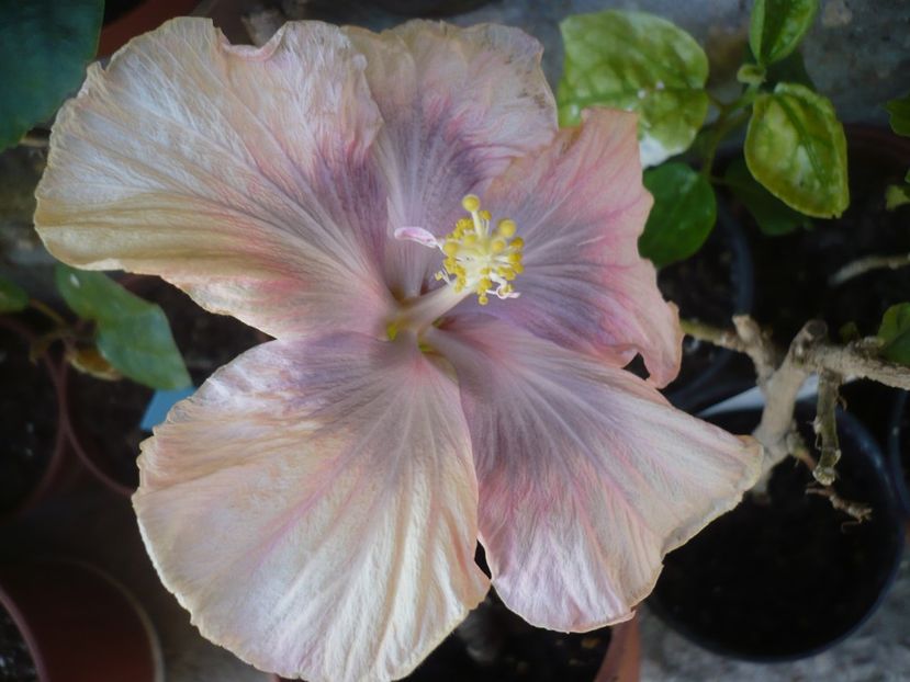 P1360725 - HIBISCUSI 2018-1