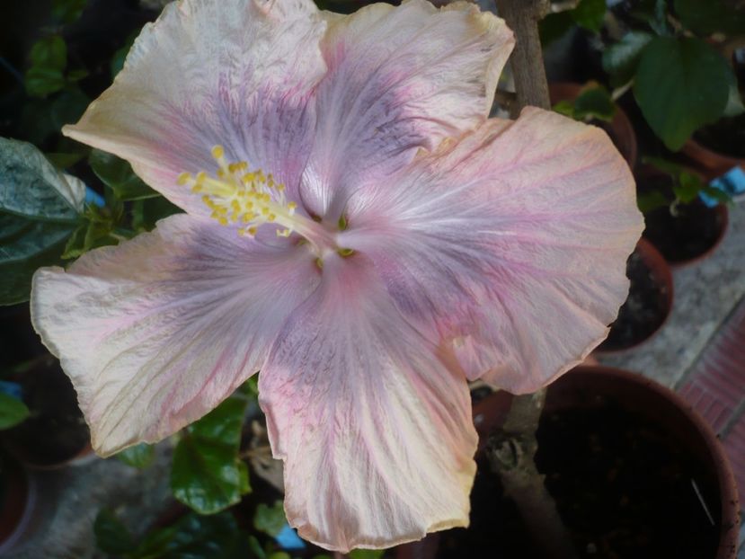 P1360726 - HIBISCUSI 2018-1