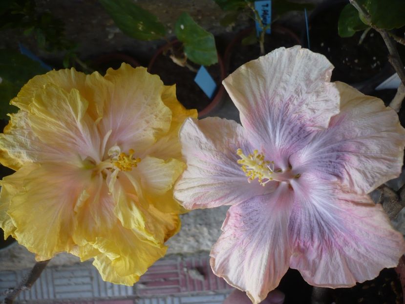 P1360727 - HIBISCUSI 2018-1