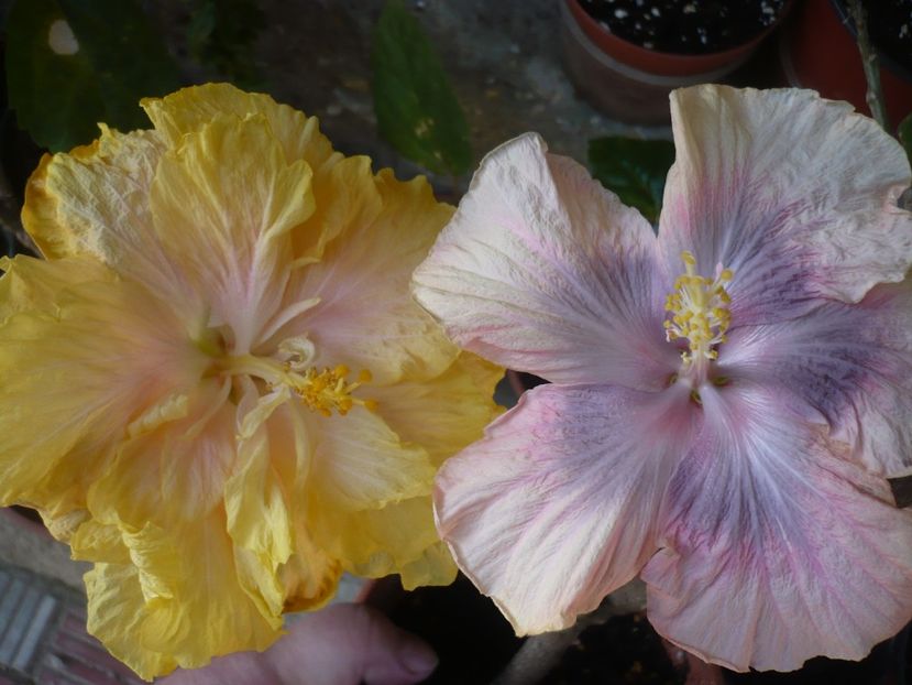 P1360728 - HIBISCUSI 2018-1