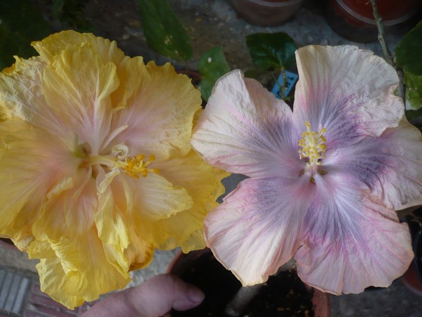 P1360729 - HIBISCUSI 2018-1