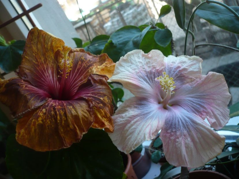P1360734 - HIBISCUSI 2018-1