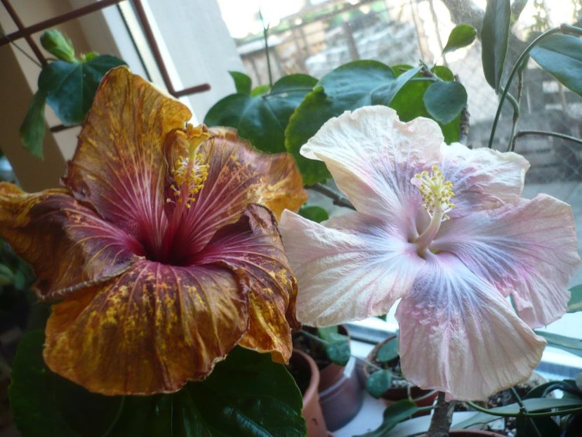 P1360735 - HIBISCUSI 2018-1