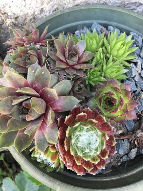  - Sempervivum