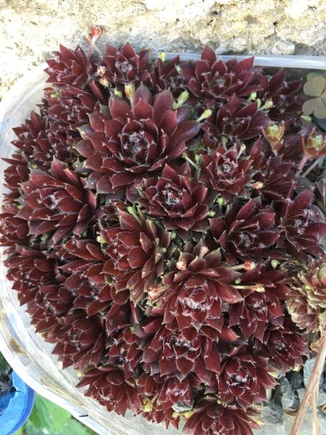  - Sempervivum