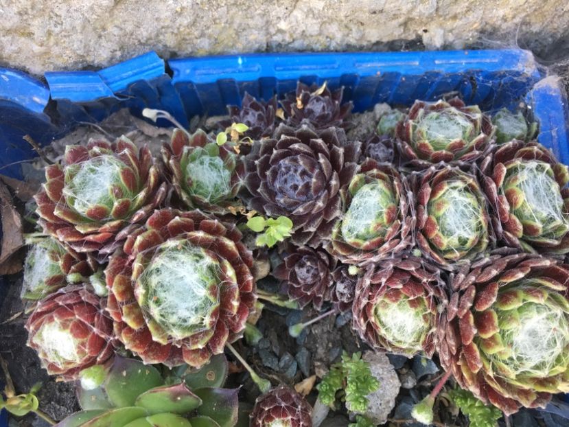  - Sempervivum