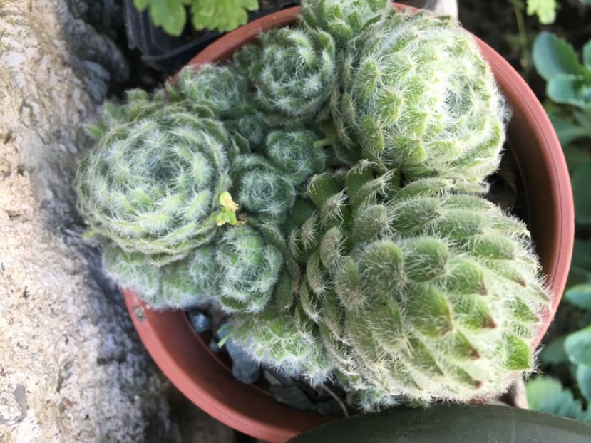  - Sempervivum