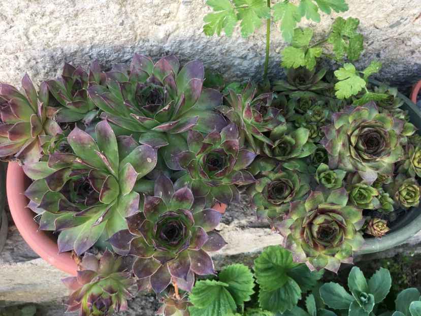  - Sempervivum