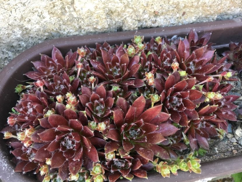  - Sempervivum
