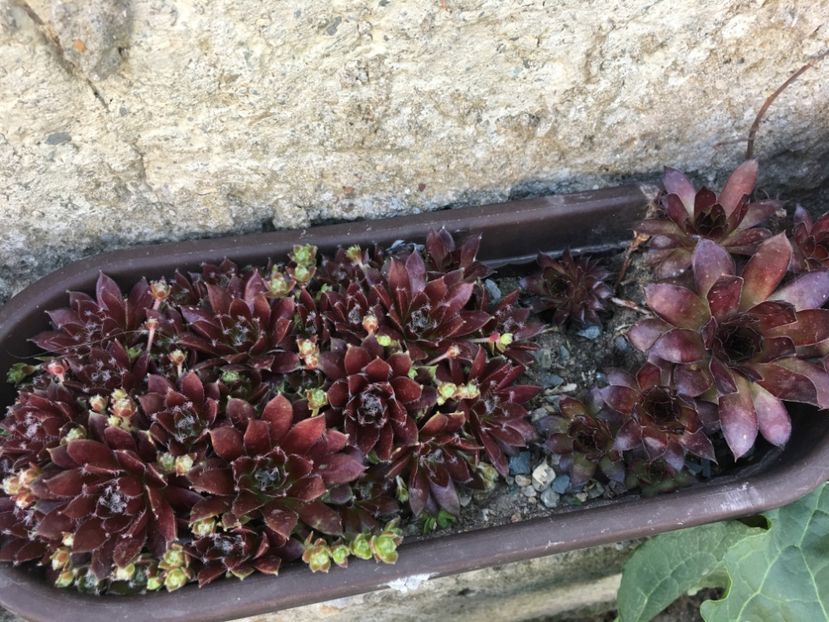  - Sempervivum