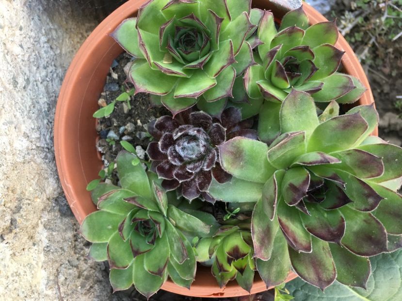 - Sempervivum