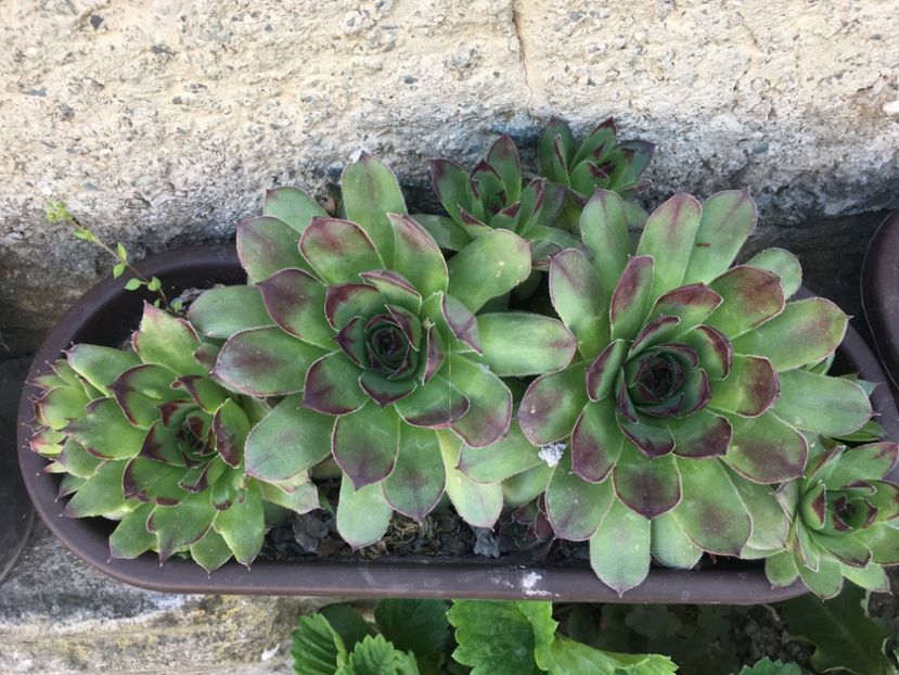  - Sempervivum