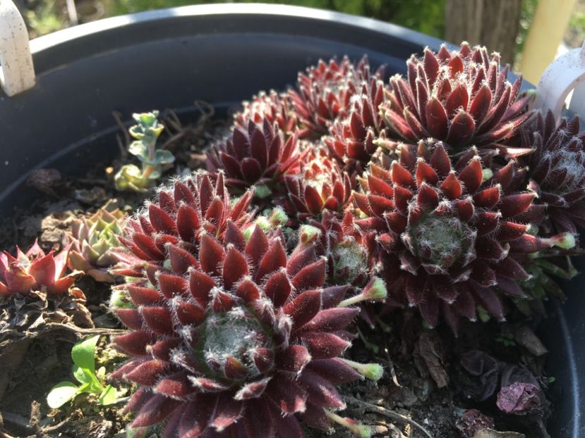  - Sempervivum