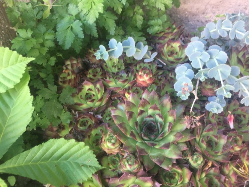  - Sempervivum