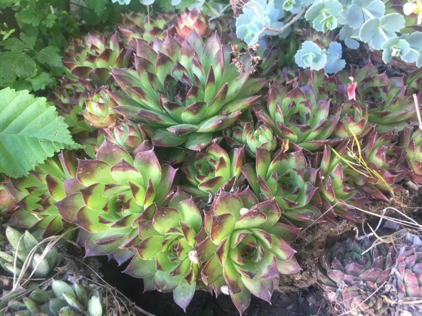  - Sempervivum