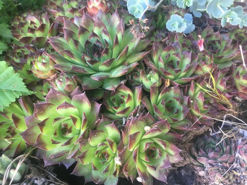  - Sempervivum