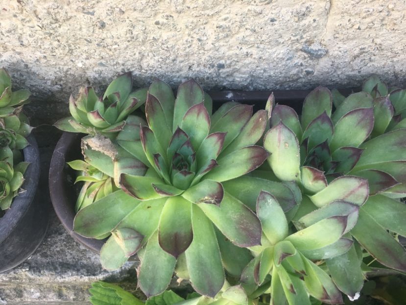  - Sempervivum
