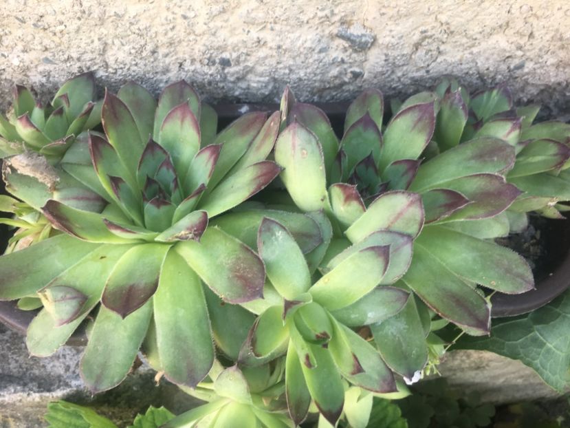  - Sempervivum